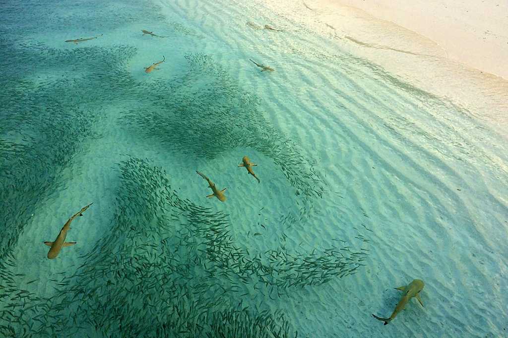 3808150-0-18264300-1737622908-blacktip_sharks_hunting_maldives_by_ibrahim_rifath_cc0_via_unsplash_1200x800-100764597-orig-1 Blacktip sharks, hunting // Maldives