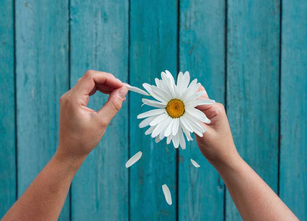 3836901-0-90932000-1741597310-shutterstock_517359754-1 Hand plucking petals from a flower. Loves me, loves me not