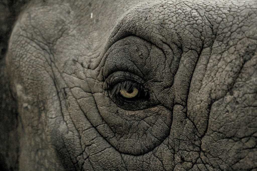 elephant_eye_close-up_lurking_menacing_postgresql-100775625-orig-1 elephant eye close up lurking menacing postgresql