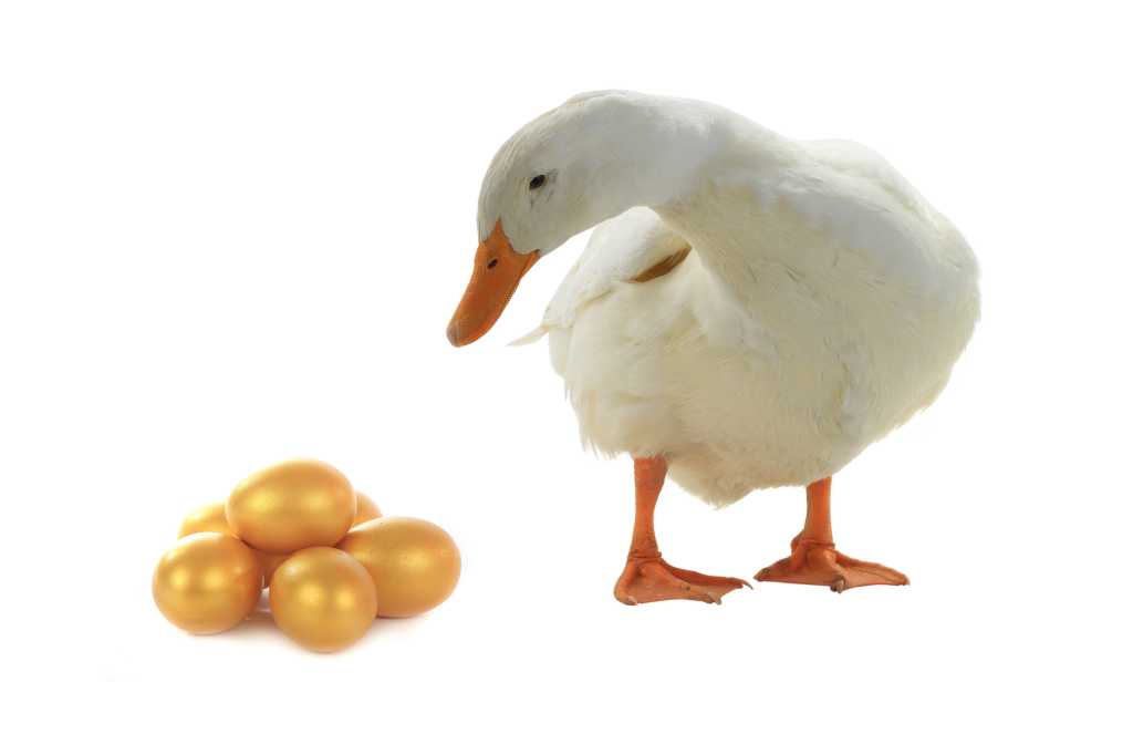 shutterstock_385391809-100928653-orig-1 white duck with gold eggs