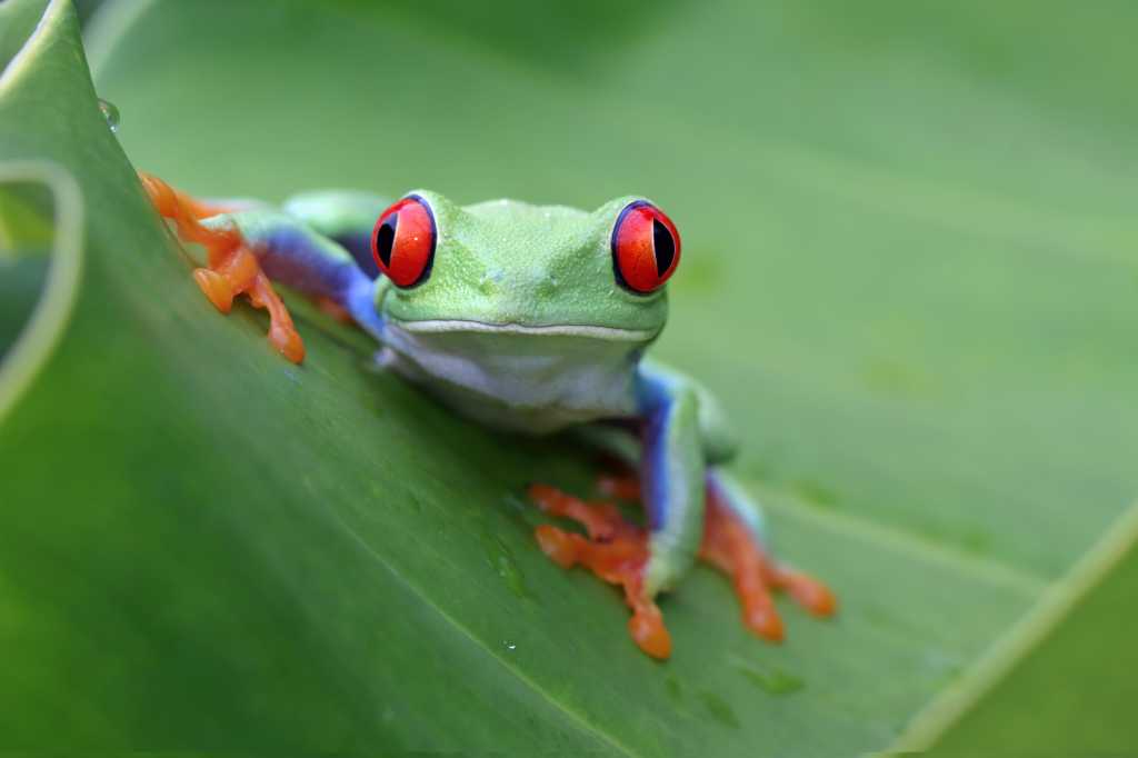 3841572-0-29669100-1741381520-shutterstock_2154499663-1 Red-eyed tree frog closeup on leaves, Red-eyed tree frog (Agalychnis callidryas) closeup on branch