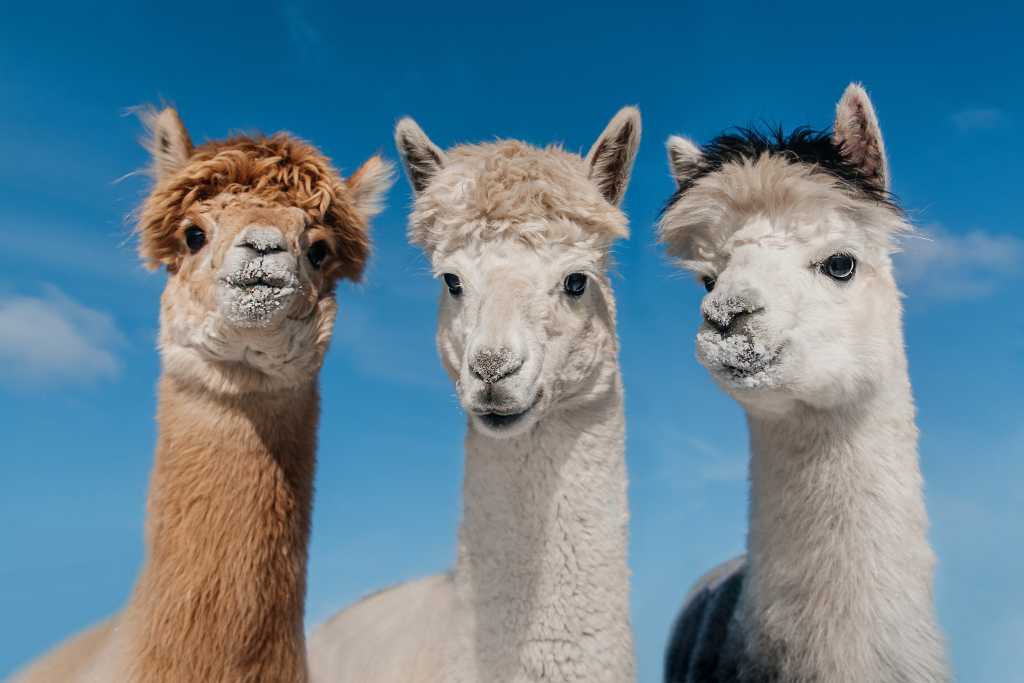 3975132-0-60829300-1746027305-shutterstock_2091097087-1 Shutterstock Germany - News - Meta Llama 3.2