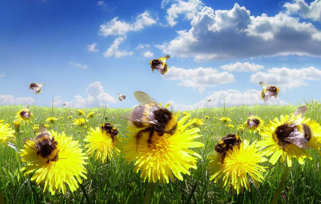 3992486-0-32102700-1747852102-shutterstock_110543936-100947463-orig-1 shutterstock 110543936 bumble bees and daisies in a green meadow under blue sky and white clouds