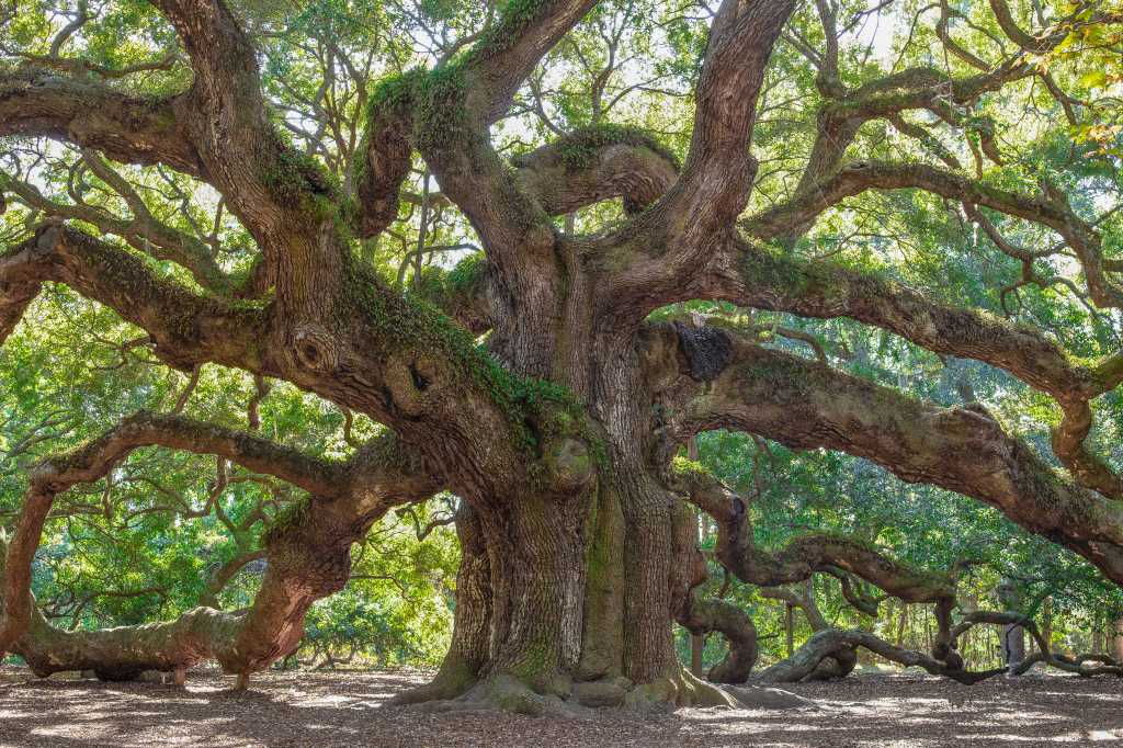 Thick old oak tree crooked and gnarled