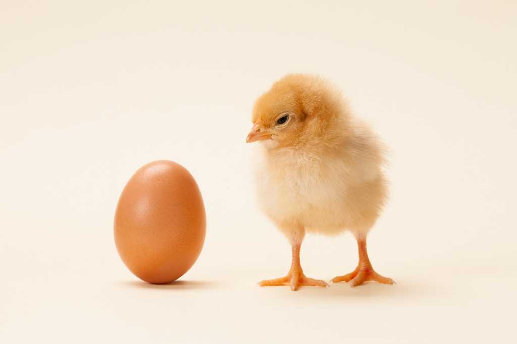 chicken and egg against a light yellow background - paradox